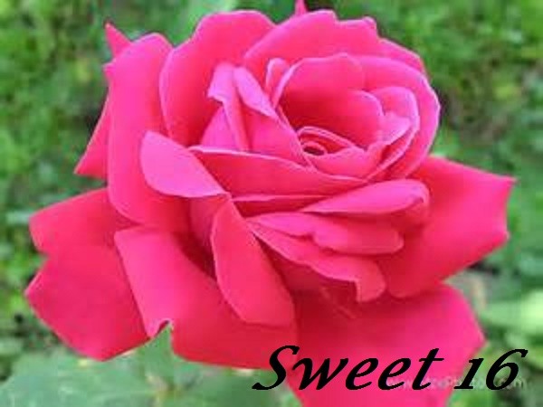 sweet 16 rose