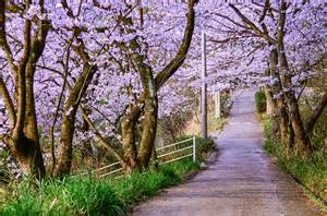 cherry blossom lane