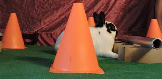 bunny agility 2