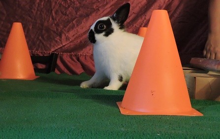 bunny agility